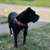 3 year old female canecorso