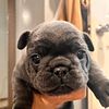 AKC FRENCHBULLDOG PUPPIES