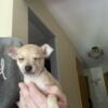 Chihuahua male 600 ready for his forever home