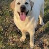 intact adult female lab looking for new home