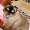 Tan and Brown Scottish Fold
