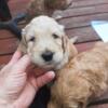 F1B Labradoodles for Rehome, Super Cute