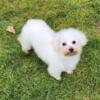 Bichon young adult female
