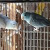 Parrotlets