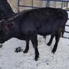 Black Angus Bull 1 year old $1800