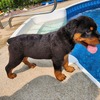 Rottweilers South East Europe World Champion bloodline