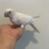 Baby white albino Quaker parrot