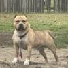 American bully