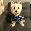 Westie stud