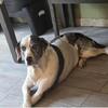 Catahoula