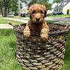 Goldendoodle Puppies