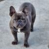 Almost in heat 2 year old female frenchie french bulldog not a puppy