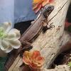 Red female iguana