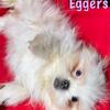Tiny Papillon PomTzu mix Girls so Adorable & Sweet!