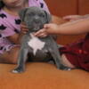 XL american bully pups