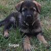 AKC Black & Tan & Sable German Shepherd Puppies