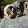 Merle English Bulldog!