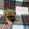 Ckc registered Shih Tzus