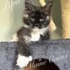 Female, tuxedo, poly, European Maine Coon Kitten