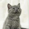 Beautiful British Shorthair & Scottish Fold kittens