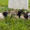 Nigerian dwarf kids! Lots of color!