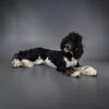AKC Phantom Tuxedo Moyen Female Poodle