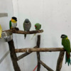 Baby Hand Reared Parrots AVAILABLE