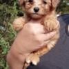 Maltipoo non shedding cutie