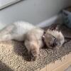 Apple head Siamese Kitten ready ! 8 weeks old!