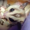 SUGAR GLIDERS