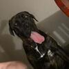 1 year old cane corso puppy