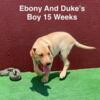 AKC Male Yellow Lab Puppy