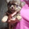 Chihuahua Puppies available