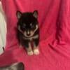 Pomsky puppies available