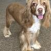 Female Cooker Spaniel