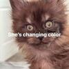 European MAINECOON KITTENS text 980-616-0124