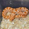 Adult Burmese Pythons & Hognose Babies