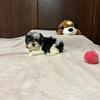 Maltipoo/Yorkie Puppies 
