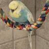 English Budgies 