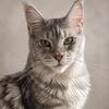 Maine coon boy 8 months old