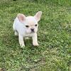 FRENCH BULLDOG PUPPY