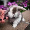 Holland lop bunnies | Health Warranty |  Care Packet  | Pedigrees available