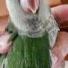 Quaker Parrot babies 2 left