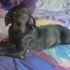 Great Dane pup for sale Salisbury 