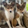 SHELTIE PUPPIES 