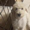 Labradoodle Puppies - the perfect Fathers Day Gift