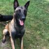 Free Belgian malinois 2 years old just for experienced people