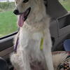 Border Collie Female