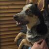 Blue Heeler Puppy