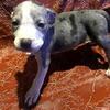ASSORTED  MERLE TRI  PUP AVAILABLE  GIOVANNI 917 542 1418